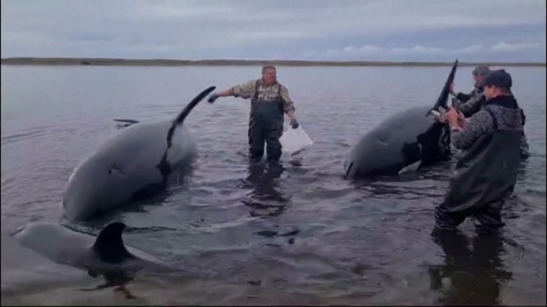 "Voluntarios en una playa rocosa de Kamchatka trabajando en el rescate de orcas atrapadas durante marea baja."